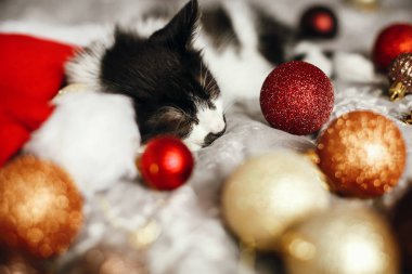 Festival odasında altın ve kırmızı Noel baubles ile Noel Baba şapkası yatakta uyuyan kedicik