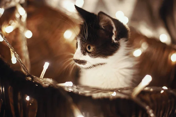 ガーランド ライト素朴な部屋にクリスマス ツリーの下のバスケットに座っているかわいい子猫 素晴らしい目と愛らしい面白い子猫 メリー クリスマスのコンセプトです 大気イメージ 茶色のトーン — ストック写真