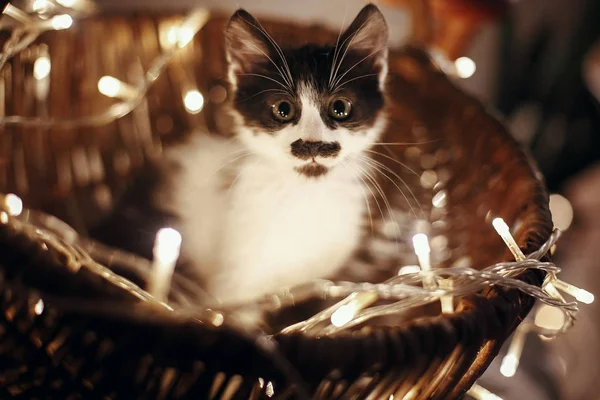 Cute Kitty Sitting Basket Garland Lights Christmas Tree Rustic Room — Stock Photo, Image