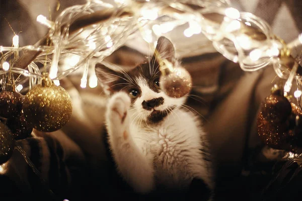 Kätzchen Spielen Mit Ornamenten Korb Mit Lichtern Unter Dem Weihnachtsbaum — Stockfoto