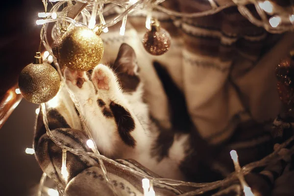 Симпатичная Кошечка Играет Блестящими Безделушками Корзине Огнями Елкой Праздничной Комнате — стоковое фото