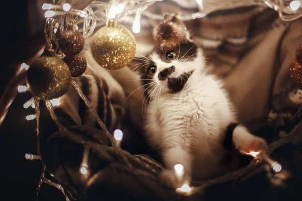 Koťátko Hrát Ornamenty Koši Světly Pod Vánoční Stromeček Slavnostní Místnosti — Stock fotografie