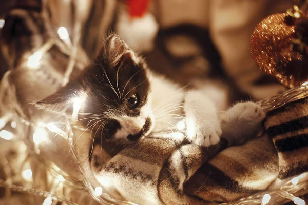 Lindo Gatito Sentado Cesta Con Luces Guirnalda Bajo Árbol Navidad —  Fotos de Stock