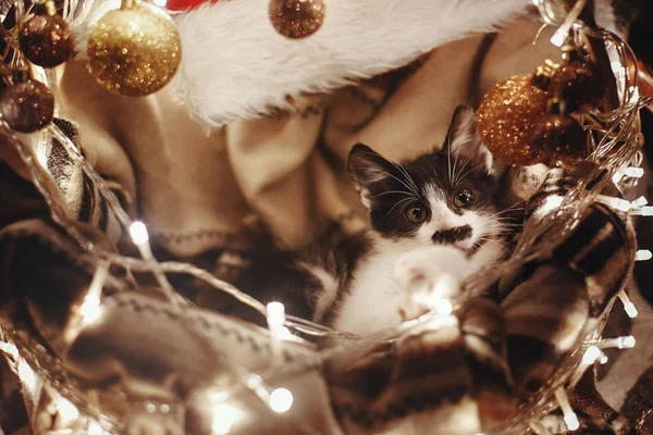 Lindo Gatito Sentado Cesta Con Luces Guirnalda Bajo Árbol Navidad — Foto de Stock