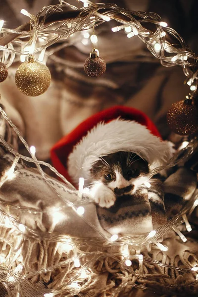 バスケット ライトや飾りお祭り部屋にクリスマス ツリーの下に座っているサンタ帽子の猫 — ストック写真