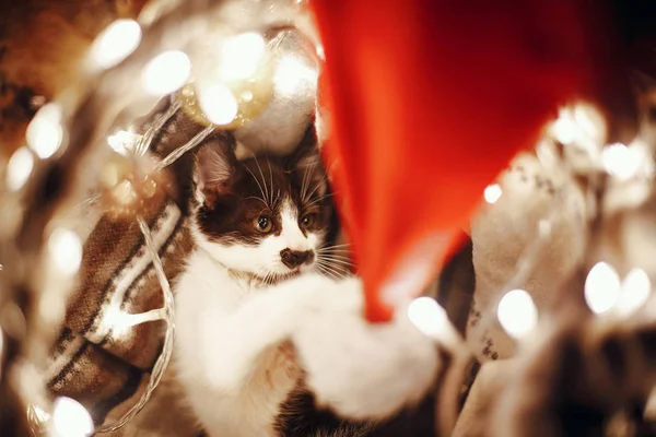 Kitty Santa Kalap Kosárban Fények Díszek Ünnepi Szobában Karácsonyfa Alatt — Stock Fotó