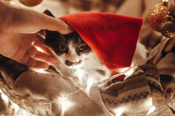 Kočička Santa Hat Sedí Koši Světly Ozdoby Pod Vánoční Stromeček — Stock fotografie