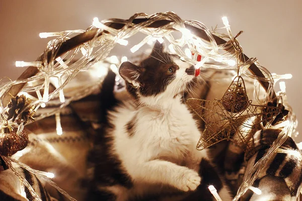 Koťátko Hrát Koši Světly Ozdoby Pod Vánoční Stromeček Slavnostní Místnosti — Stock fotografie