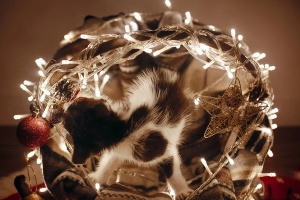 Kitty Playing Ornaments Basket Lights Christmas Tree Festive Room — Stock Photo, Image