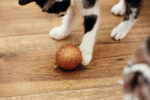 Cute Kitty Playing Gold Baubles Floor Ornaments Santa Hat Christmas — Stock Photo, Image