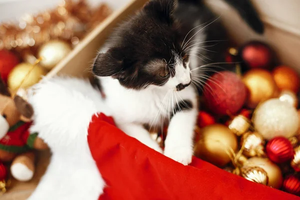 Kitty Sedí Krabici Plnou Červené Zlaté Ozdoby Ozdoby Santa Klobouk — Stock fotografie