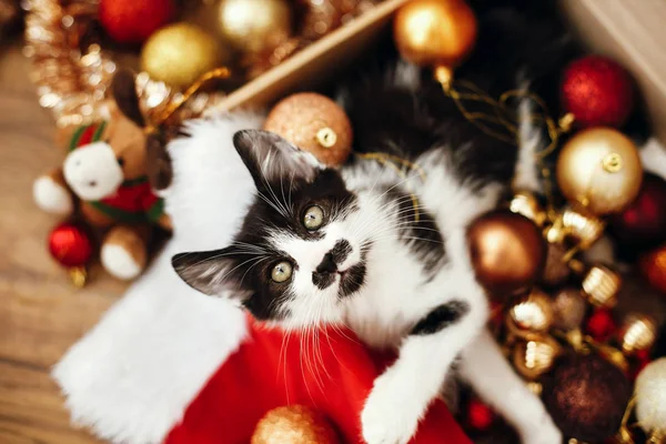 Kitty Sedí Krabici Plnou Červené Zlaté Ozdoby Ozdoby Santa Klobouk — Stock fotografie