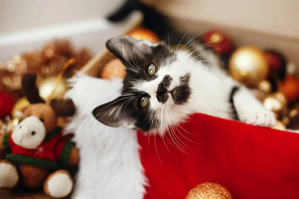 Cica Ülő Ban Doboz Tele Vörös Arany Baubles Díszek Santa — Stock Fotó