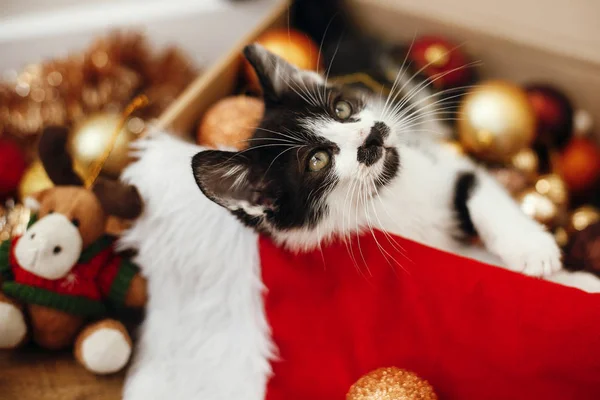 Gatinho Sentado Caixa Cheia Bugigangas Vermelhas Douradas Ornamentos Chapéu Santa — Fotografia de Stock