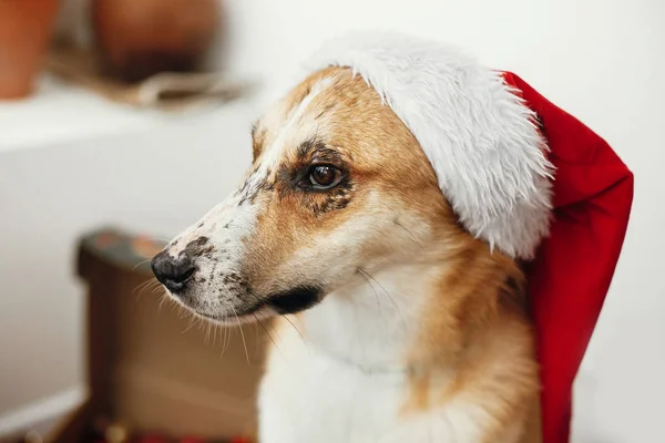 Pies Santa Hat Oczy Urocze Śmieszne Emocje Siedzi Sali Uroczysty — Zdjęcie stockowe