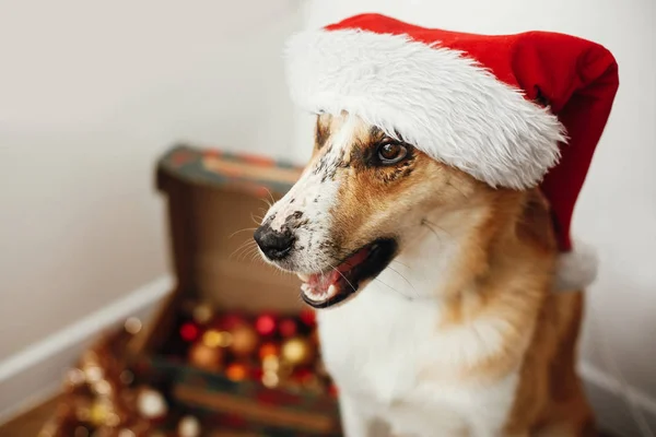 Perro Sombrero Santa Con Ojos Adorables Emociones Divertidas Sentado Habitación —  Fotos de Stock