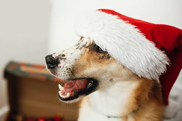Perro Sombrero Santa Con Ojos Adorables Emociones Divertidas Sentado Habitación —  Fotos de Stock