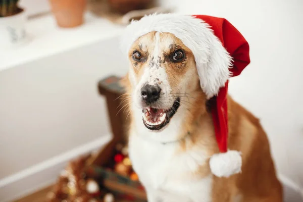 Pies Santa Hat Oczy Urocze Śmieszne Emocje Siedzi Sali Uroczysty — Zdjęcie stockowe