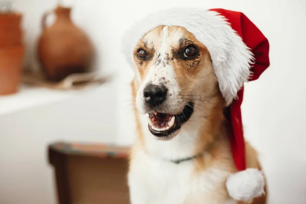 Perro Sombrero Santa Con Ojos Adorables Emociones Divertidas Sentado Habitación —  Fotos de Stock