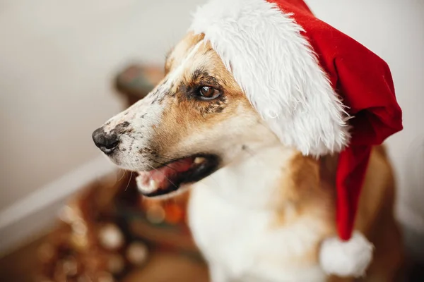 Pes Santa Hat Rozkošný Očima Vtipné Emoce Sedí Slavnostní Síni — Stock fotografie