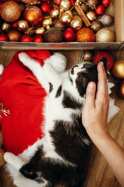 Minou Assis Dans Une Boîte Pleine Boules Rouges Ornements Chapeau — Photo