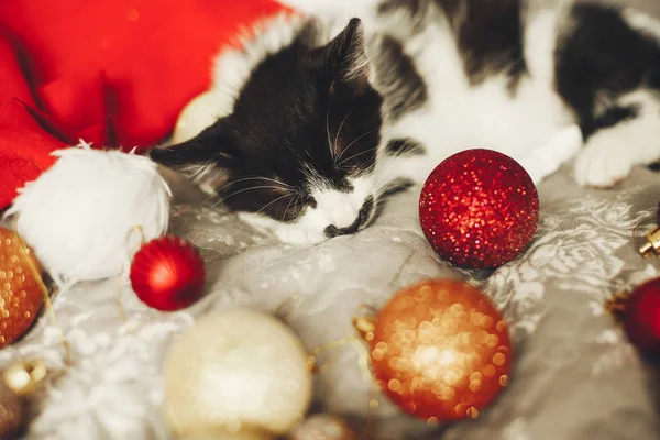 Mały Kot Śpi Santa Hat Łóżku Złote Czerwone Bombki Świąteczne — Zdjęcie stockowe