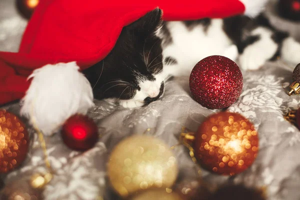 祭り部屋に金と赤のクリスマスつまらないとサンタ帽子のベッドの上で眠っている小さな猫 — ストック写真