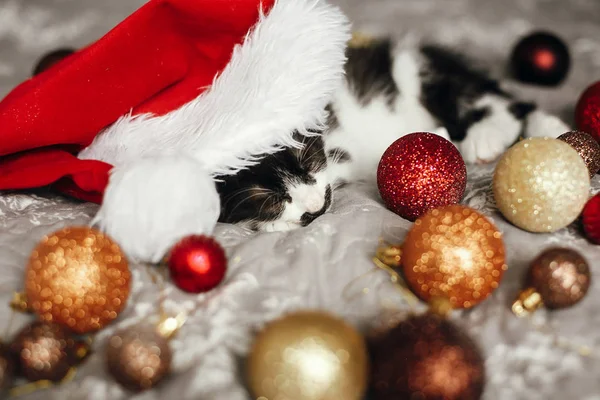 Pequeño Gato Durmiendo Santa Hat Cama Con Oro Rojo Navidad —  Fotos de Stock