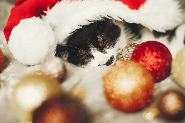 Pequeño Gato Durmiendo Santa Hat Cama Con Oro Rojo Navidad —  Fotos de Stock