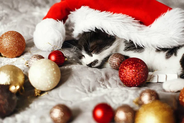 Kis Macska Alszik Ágyon Santa Kalap Arany Piros Karácsonyi Baubles — Stock Fotó