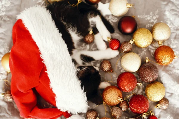祭り部屋に金と赤のクリスマスつまらないとサンタ帽子のベッドの上で眠っている小さな猫 — ストック写真