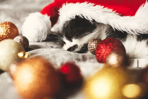 Маленький Кіт Спить Капелюсі Санта Ліжку Золотими Червоними Різдвяними Сукнями — стокове фото