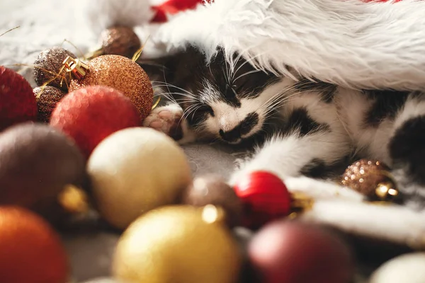 祭り部屋に金と赤のクリスマスつまらないとサンタ帽子のベッドの上で眠っている小さな猫 — ストック写真