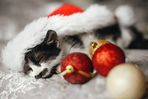 Pisica Mică Dormind Pălărie Moș Crăciun Pat Baubles Crăciun Aur — Fotografie, imagine de stoc