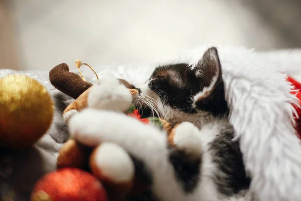 แมวน อยนอนในหมวกซานต าบนเต ยงก บทองและส แดงคร มาส Baubles ในห องเทศกาล — ภาพถ่ายสต็อก