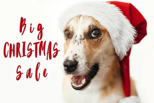 Navidad Gran Venta Texto Oferta Descuento Para Vacaciones Lindo Perro — Foto de Stock