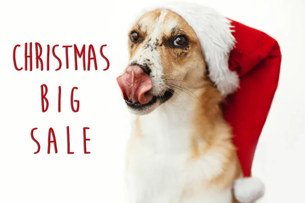 Navidad Gran Venta Texto Oferta Descuento Para Vacaciones Lindo Perro — Foto de Stock