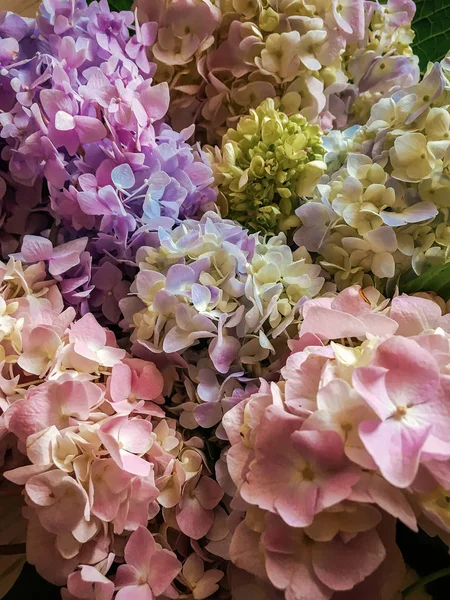 Hortênsia Bela Vista Superior Colorido Buquê Rosa Verde Azul Flores — Fotografia de Stock