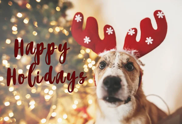 Happy Holidays Text Dog Reindeer Antlers Sitting Golden Christmas Tree — Stock Photo, Image