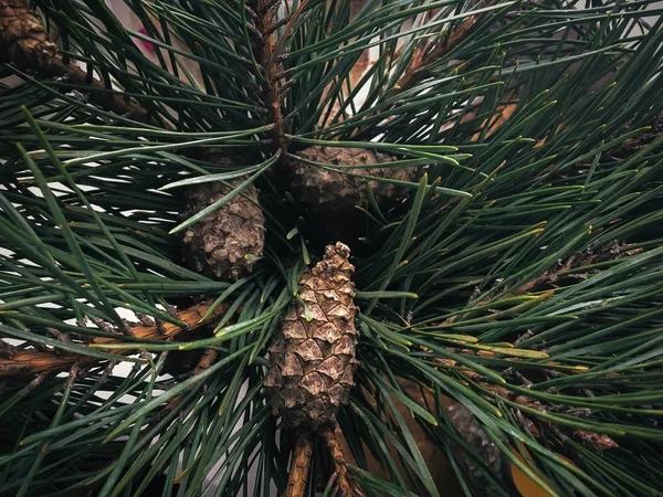 Bonitos Cones Pinheiro Floresta Ramos Abeto Quarto Rústico Close Decoração — Fotografia de Stock