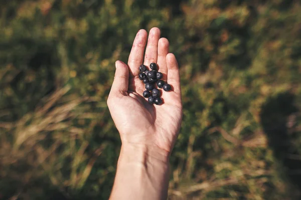 Hand Holding Freshly Gathered Blueberry Summer Mountains Tasty Picked Organic — Stock Photo, Image