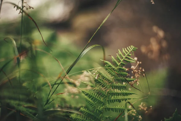 Beautiful Fern Leaf Wildflowers Close Fern Background Green Forest Flora — Stock Photo, Image