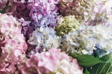 Güneş ışığı güzel ortanca çiçek. Renkli pembe, mavi, yeşil, beyaz buket ortanca rustik penceresinde. Merhaba bahar. Mutlu anneler günü. Kadınlar günü