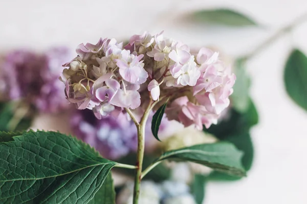 Рука Тримає Рожеву Квітку Гортензії Тлі Барвистого Букета Сільському Білому — стокове фото
