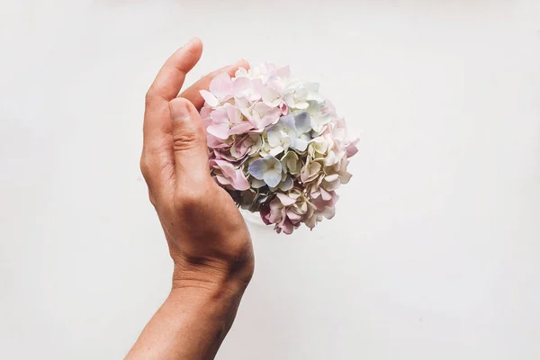 Mano Sosteniendo Hermosas Flores Hortensias Aisladas Blanco Plano Yacía Con — Foto de Stock