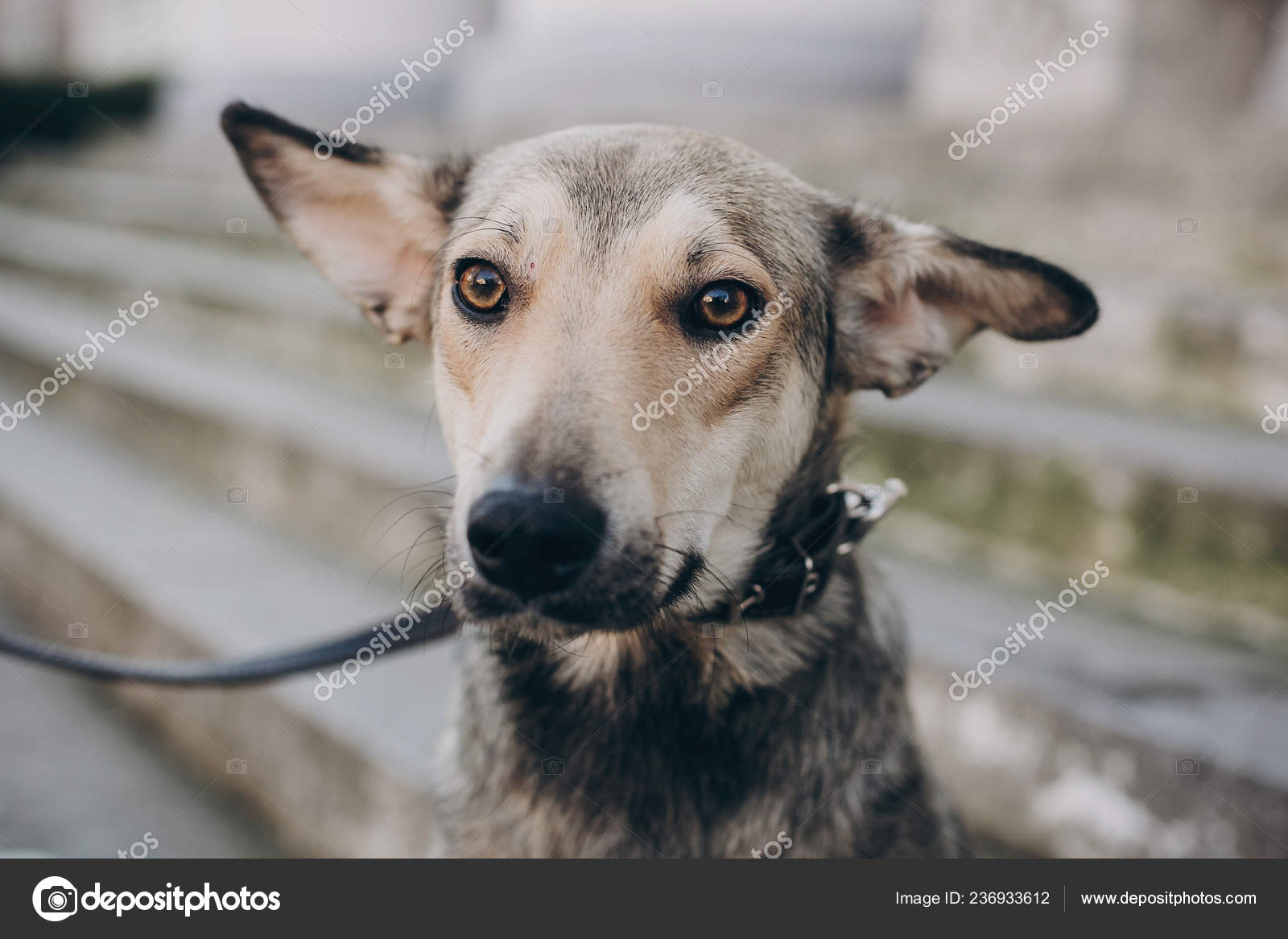 How Do You Help A Scared Stray Dog