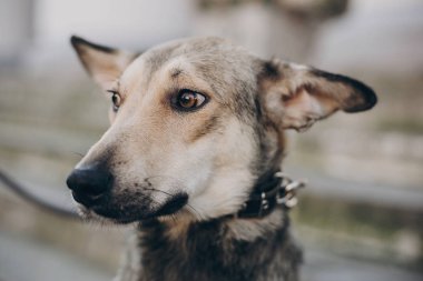 Gri köpek City sokak portresi. Hüzünlü gözleri ve şehir caddede yürürken, ev arayan duyguları ile sokak köpeği korkuttun. Evlat edinme kavramı.