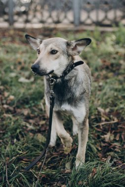Hüzünlü gözleri ve şehir sokak yürüyüş duyguları ile sokak köpeği korkuttun. Evlat edinme kavramı. Portre sevimli gri köpek park. Köpek barınağı