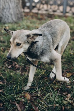 Hüzünlü gözleri ve şehir sokak yürüyüş duyguları ile sokak köpeği korkuttun. Evlat edinme kavramı. Portre sevimli gri köpek park. Köpek barınağı