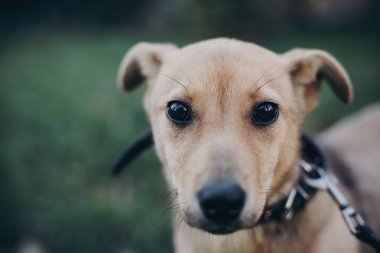 Hüzünlü siyah gözleri ve duyguları Park ile şirin golden köpek portresi. Köpek barınağı. Evsiz köpek şehir sokak yürüyüş korkuttu. Evlat edinme kavramı.